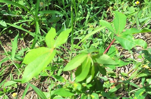 Cassava