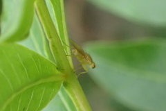 Chyromyidae