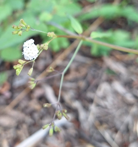 Erect spiderling