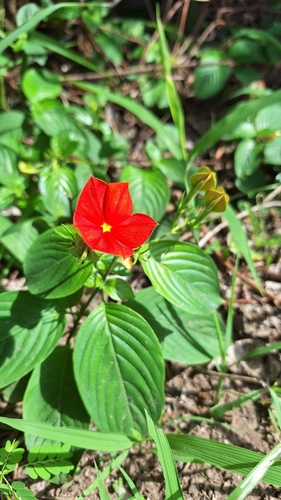 Mussaenda elegans