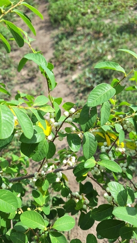 snowberrytree