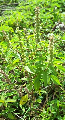 Sweet basil