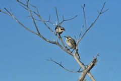 Mimus parvulus parvulus