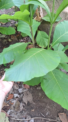 Teak