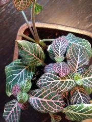 Fittonia