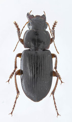 Harpalus compar