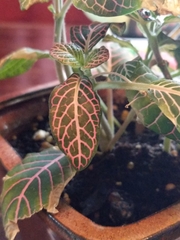 Fittonia