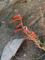 Penstemon subulatus