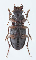 Harpalus compar