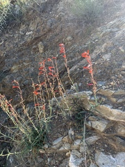 Penstemon subulatus