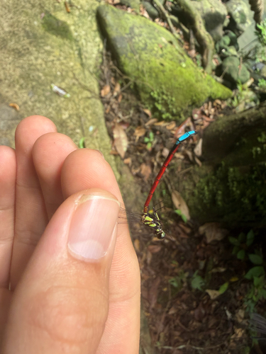 Rhinagrion elopurae
