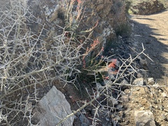 Sarcomphalus obtusifolius canescens