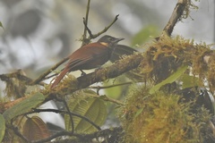 Pseudocolaptes johnsoni