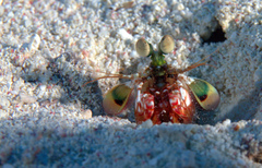 Odontodactylus havanensis