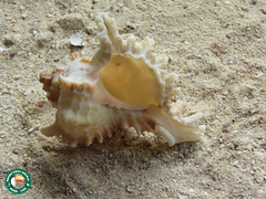 Chicoreus ramosus
