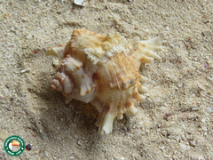 Chicoreus ramosus