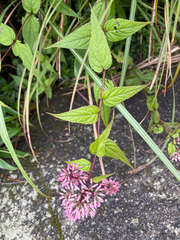 (c) 黃美滿, some rights reserved (CC BY) Eupatorium shimadae, photograph (c) 黃美滿, some rights reserved (CC BY)