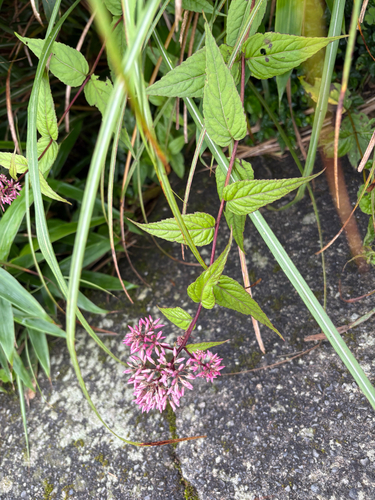 Eupatorium shimadae, photograph 1