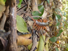 Scolopendra dehaani