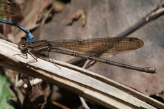 Argia fissa