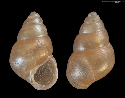 Assiminea observed 2019-05-08