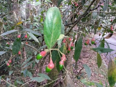 Nectandra