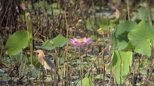Javan Pond-Heron