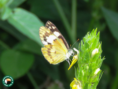 Colotis calais calais