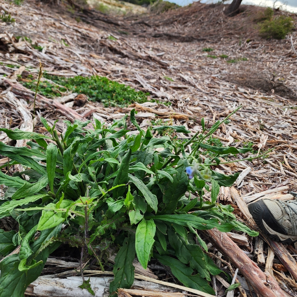 Cynoglossum australe; photograph author not stated, no rights reserved
