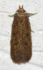 Glyphidocera juniperella