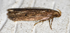 Glyphidocera juniperella