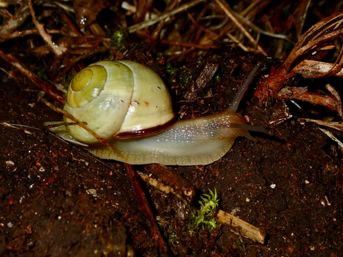Cepaea nemoralis