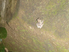 Theloderma vietnamense