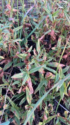 Creeping Knotweed