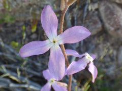 Matthiola longipetala