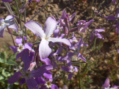 Matthiola longipetala
