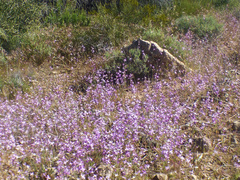 Matthiola longipetala