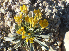 Physaria newberryi