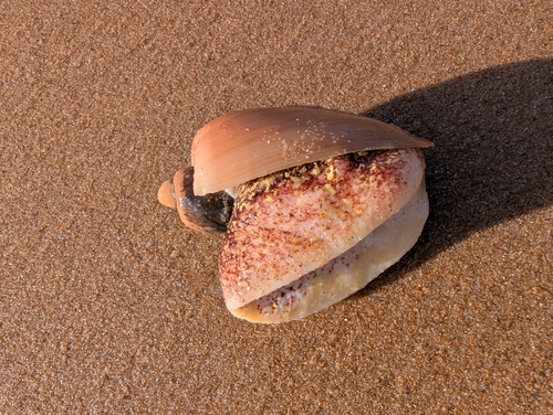 Cymbium olla