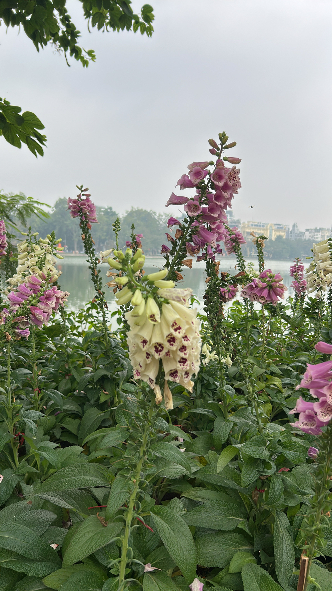 Digitalis purpurea — ảnh 3