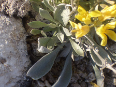 Physaria newberryi