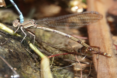Argia fissa