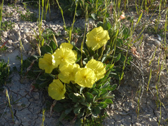 Oenothera brachycarpa