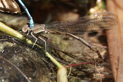 Argia fissa