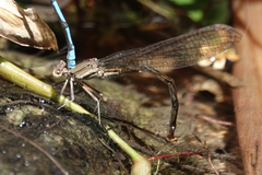 Argia fissa