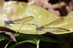 Argia fissa