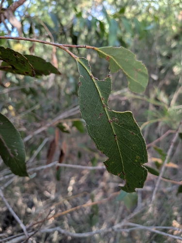Eucalyptus latisinensis