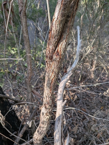 Eucalyptus latisinensis 2
