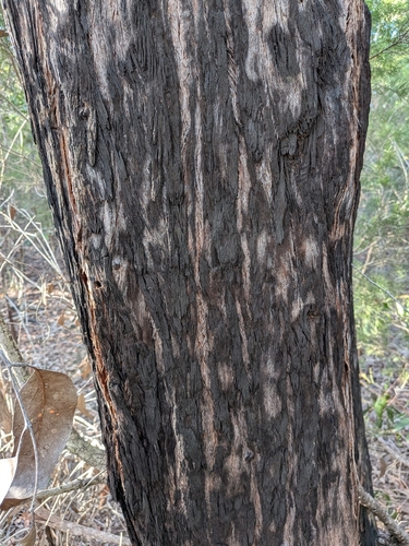 Eucalyptus latisinensis 3