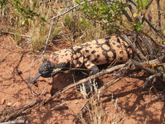 Heloderma suspectum cinctum